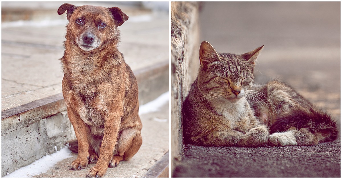 Cómo ayudar a los animalitos sin casa hoy y todos los días