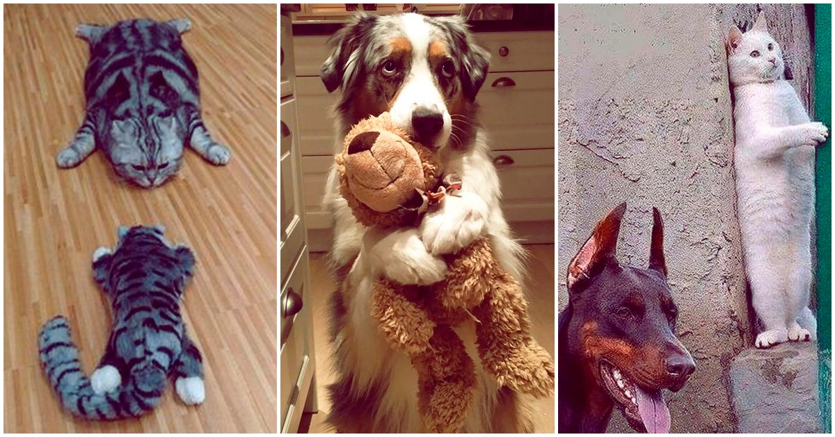 Cosas graciosas que hacen nuestras mascotas para pasar desapercibidas